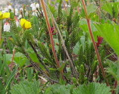 Exobasidium cassiopes