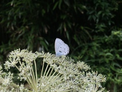Celastrina lavendularis himilcon