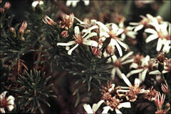Olearia glutinosa