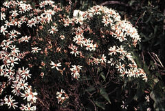 Olearia glutinosa