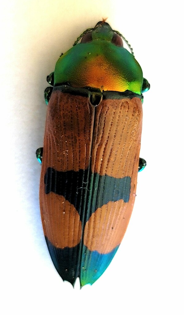 Temognatha viridescens