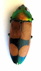 Temognatha viridescens