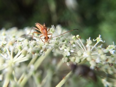 Idiostrangalia sozanensis
