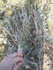 Berberis grevilleana
