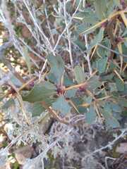 Berberis grevilleana