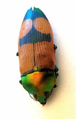 Temognatha viridescens