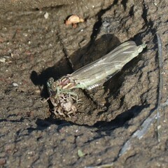 Stylogomphus albistylus