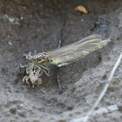 Stylogomphus albistylus
