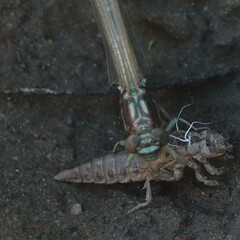 Stylogomphus albistylus