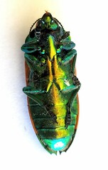 Temognatha viridescens