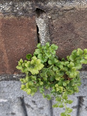 Asplenium ruta-muraria