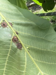 Phylloxera chippokesiensis