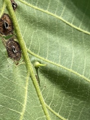 Phylloxera chippokesiensis