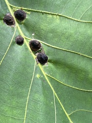 Phylloxera chippokesiensis