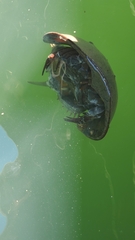 Limulus polyphemus