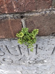 Asplenium ruta-muraria