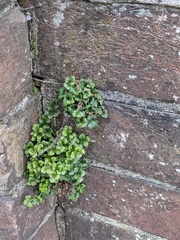 Asplenium ruta-muraria