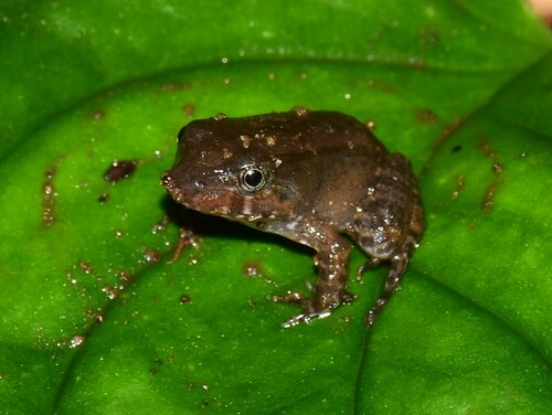 Bulun White-lipped Frog, Leptodactylus ventrimaculatus