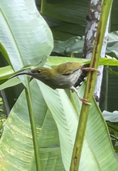 Arachnothera modesta