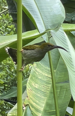 Arachnothera modesta