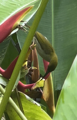 Arachnothera modesta