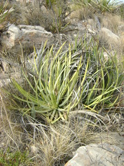 Agave striata