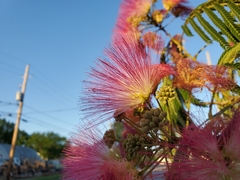 Albizia julibrissin