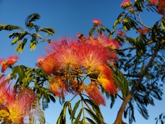 Albizia julibrissin