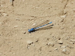 Argia agrioides