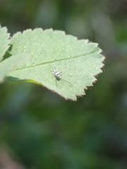 Eucarazzia elegans