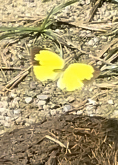 Eurema brigitta