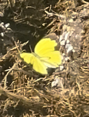 Eurema brigitta