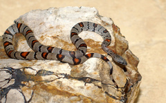 Lampropeltis alterna