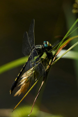 Arigomphus villosipes