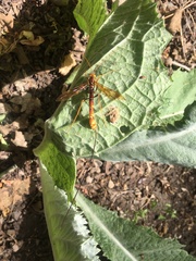 Megarhyssa macrurus icterosticta