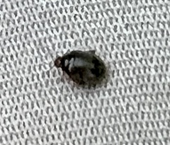 Rhyzobius lophanthae