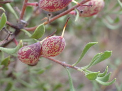 Persoonia cuspidifera