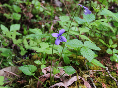 Viola cucullata