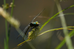 Arigomphus villosipes
