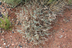 Astragalus flavus