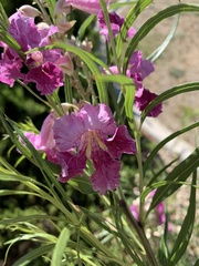 Chilopsis linearis