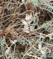 Astragalus flavus