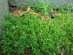 Sagina japonica