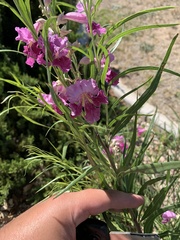 Chilopsis linearis