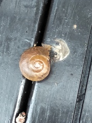Nesiohelix
