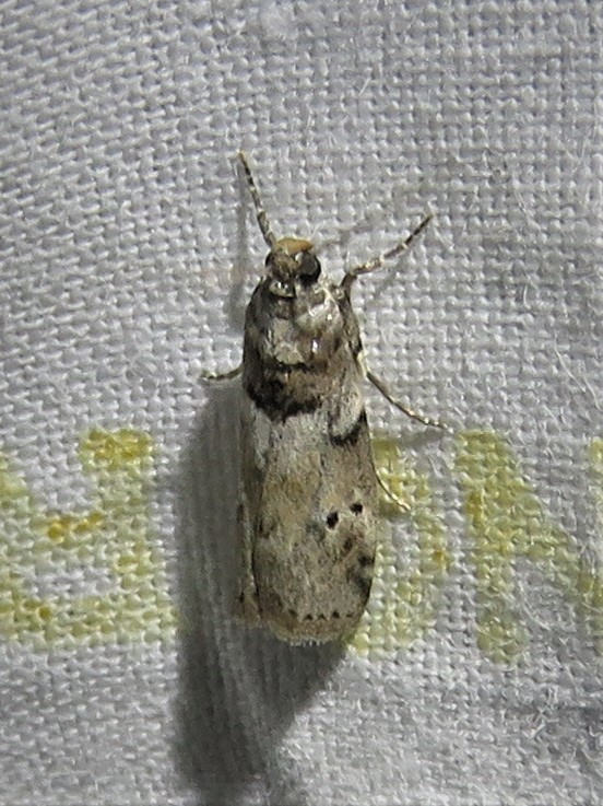Black-patched Salebriaria Moth