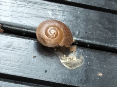 Nesiohelix