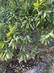Terminalia ferdinandiana
