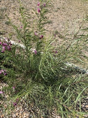 Chilopsis linearis