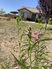 Chilopsis linearis